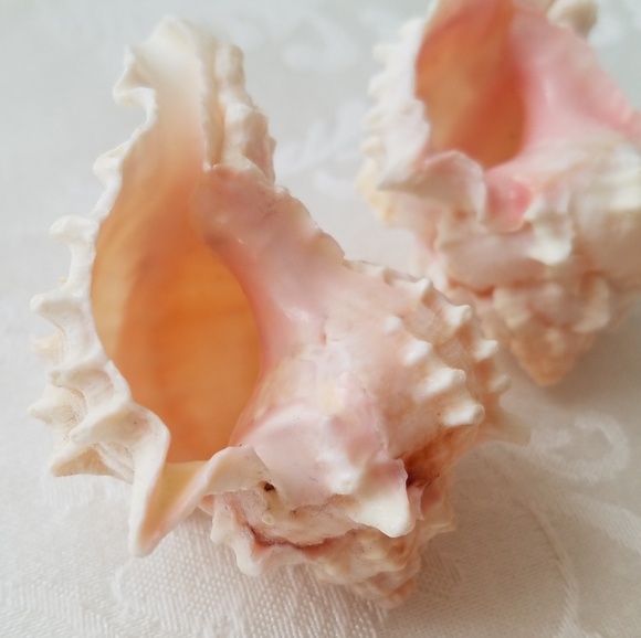 Natural Sea Shells - Picture 12 of 15